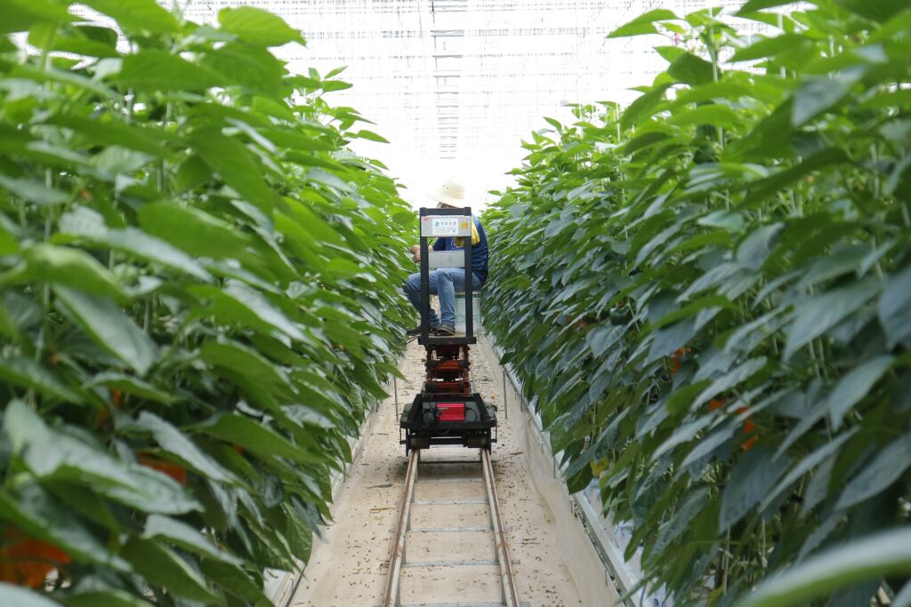 LED Smart Farming